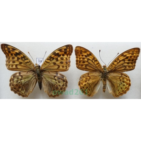 Argynnis pandora (Denis & Schiffermüller, 1775) pair Bulgaria1a